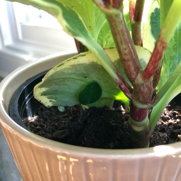 Meet the Posher 🎃 - Picture 3 of 3